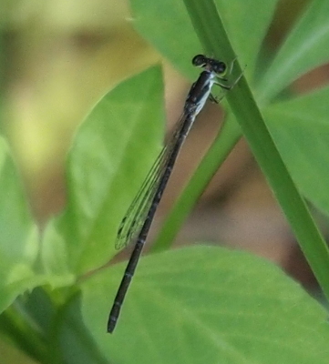 [A top, side view of a damselfly holding a blade of grass with its body perpendicular to the grass. The damselfly has clear wings. The body is dark on top and light blue on its barely-visible underside. The tops of its eyes are dark as are the back parts of the leg segments closest to its body.]